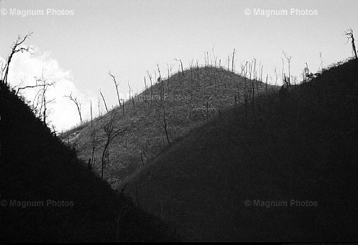 Vietnam, valle di A Luoi. Alberi morti.jpg