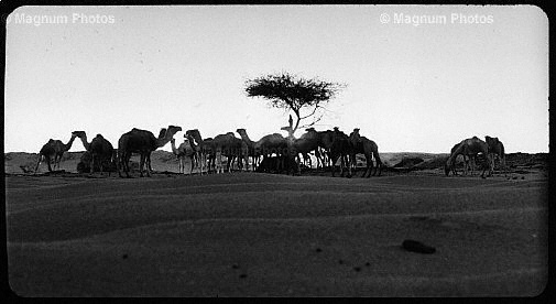 Fotogrammi dal film \\'Deserto, un uomo senza l\\'occidente\\' -38.jpg