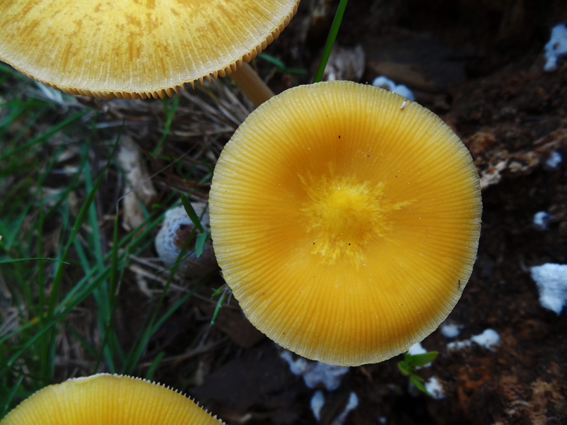 梅雨季节的野蘑菇 003.JPG