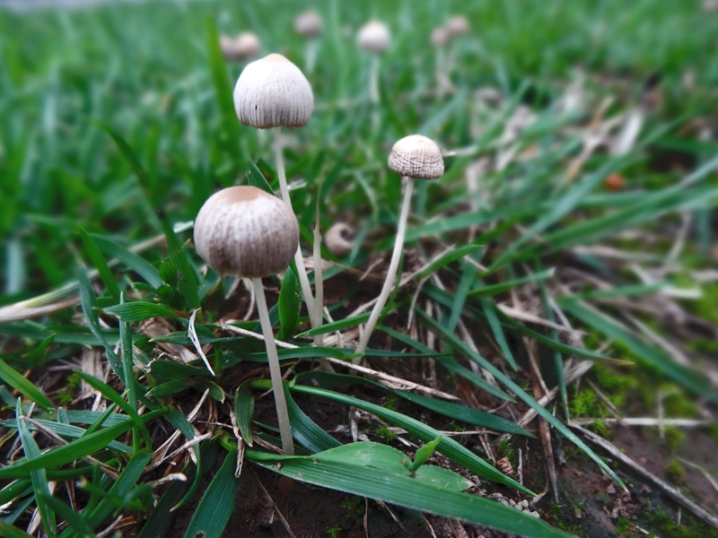 梅雨季节的野蘑菇 006.JPG