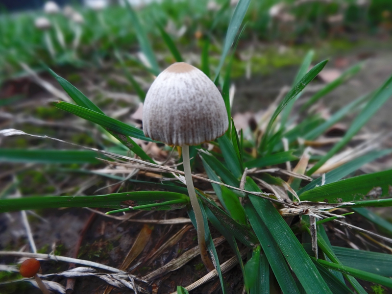 梅雨季节的野蘑菇 007.JPG