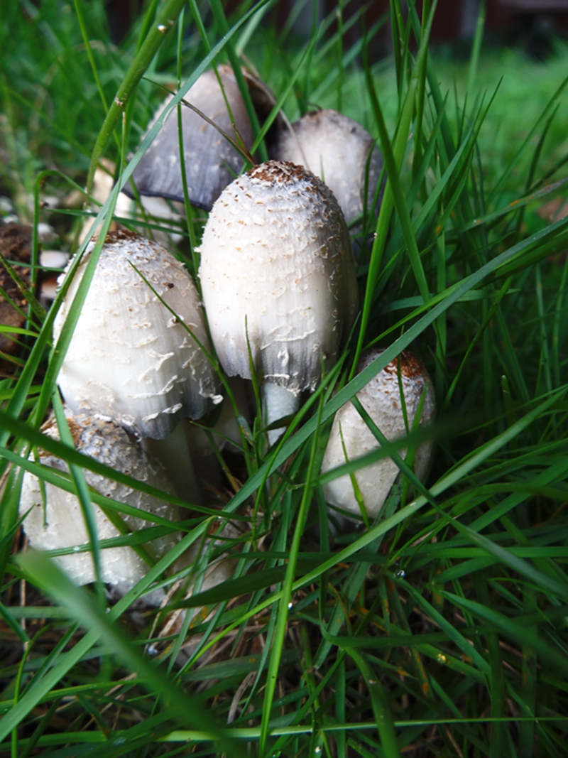 梅雨季节的野蘑菇 018.JPG