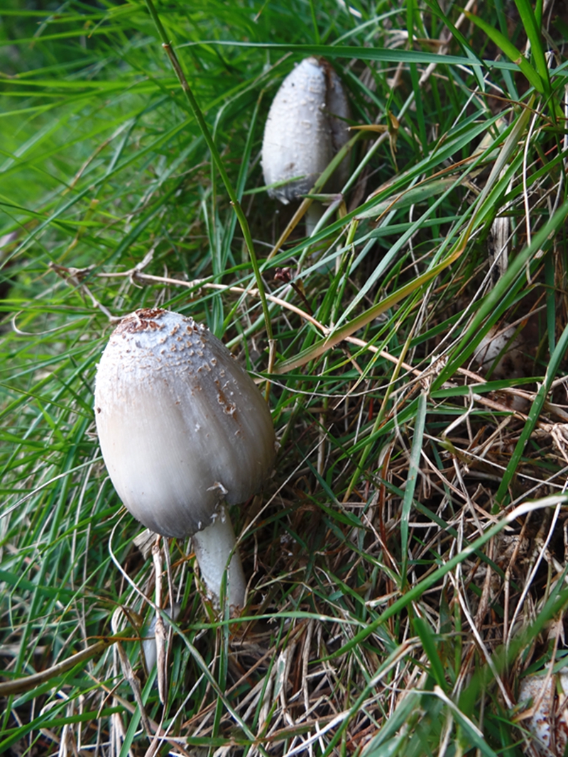 梅雨季节的野蘑菇 020.JPG