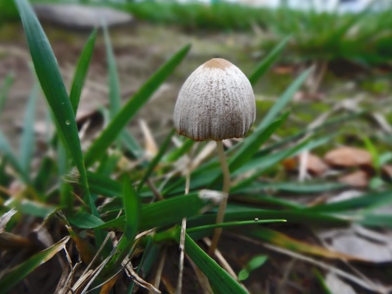 梅雨季节的野蘑菇 022.JPG