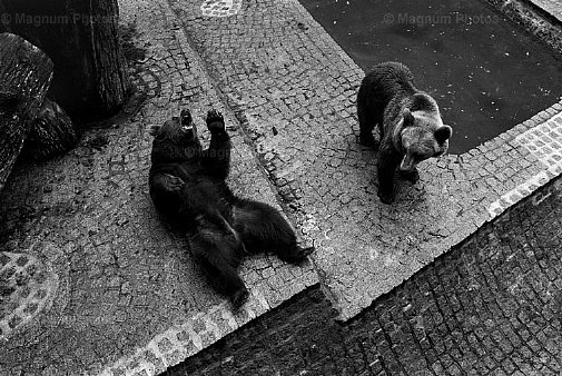 Francia, Parigi. Allo zoo del Bois de Vincennes.jpg