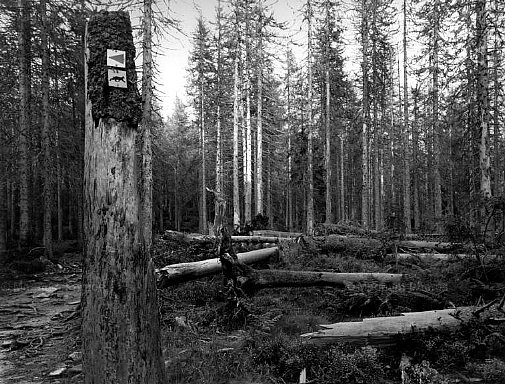 Germania, Bavaria. Deforestazione.jpg