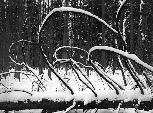 Polonia, Parco Nazionale di Bielowieza. Inverno -1.jpg