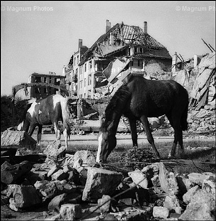 Germania, Berlino. Un cavallo cerca da mangiare tra le macerie.jpg