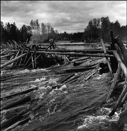 Finlandia. Trasporto di legname attraverso il fiume.jpg