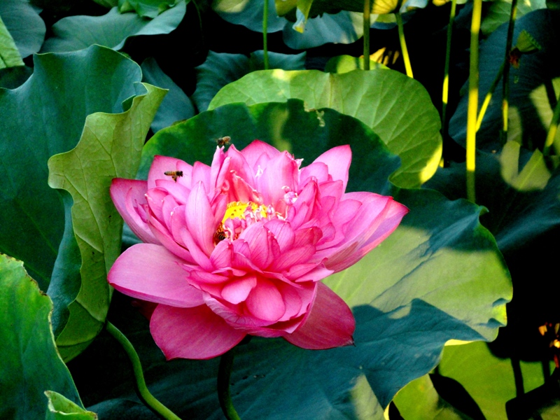 DSC0000荷情荷意3.JPG
