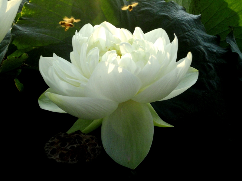 DSC0000荷情荷意9.JPG