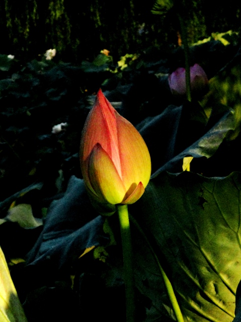 DSC09643荷情荷意待嫁.JPG