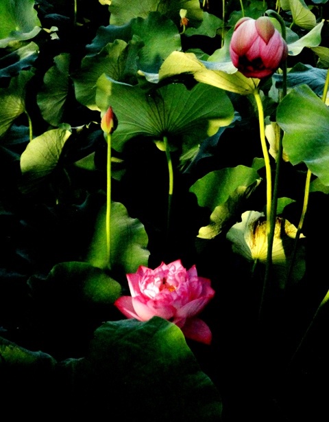DSC09654.荷情荷意三姐妹JPG.jpg