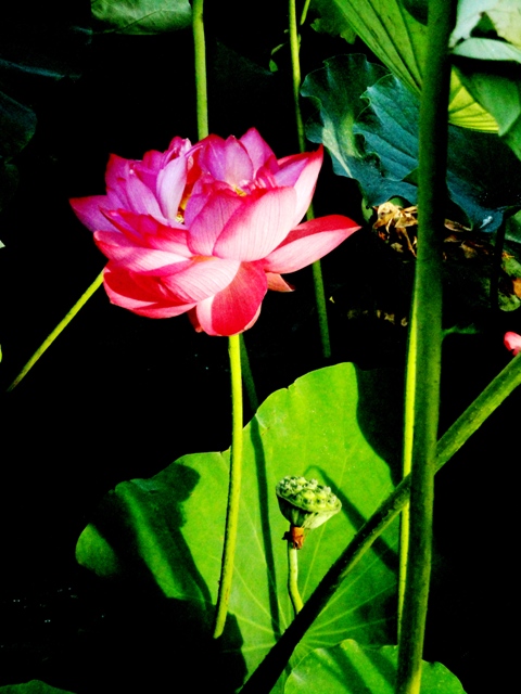 DSC09681.荷情荷意3JPG.jpg