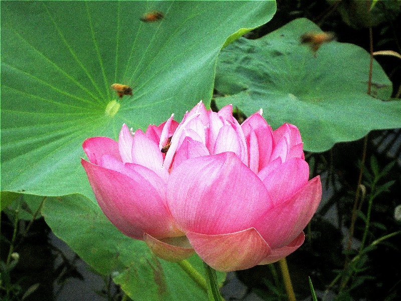 DSC09907荷情荷意6.jpg
