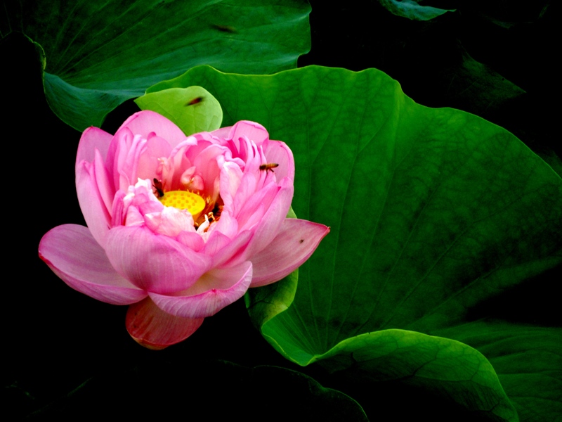 DSC09903荷情荷意.JPG