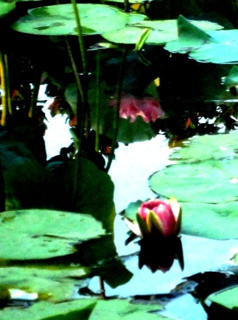 DSC09992f.JPG