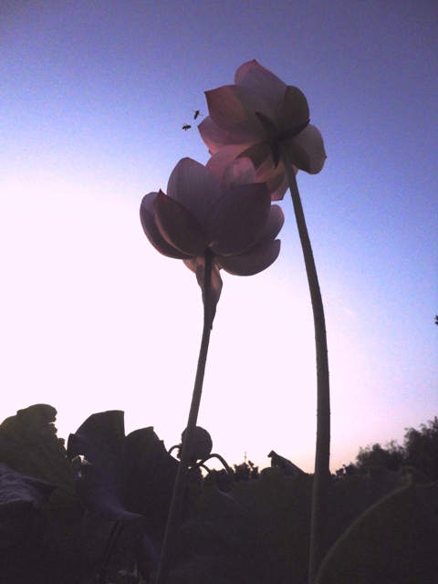DSC0相约.JPG