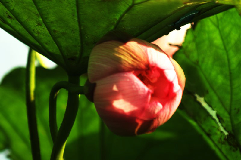 nEO_IMG_DSC01008.jpg