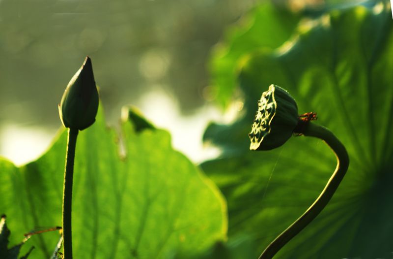nEO_IMG_DSC00979.jpg