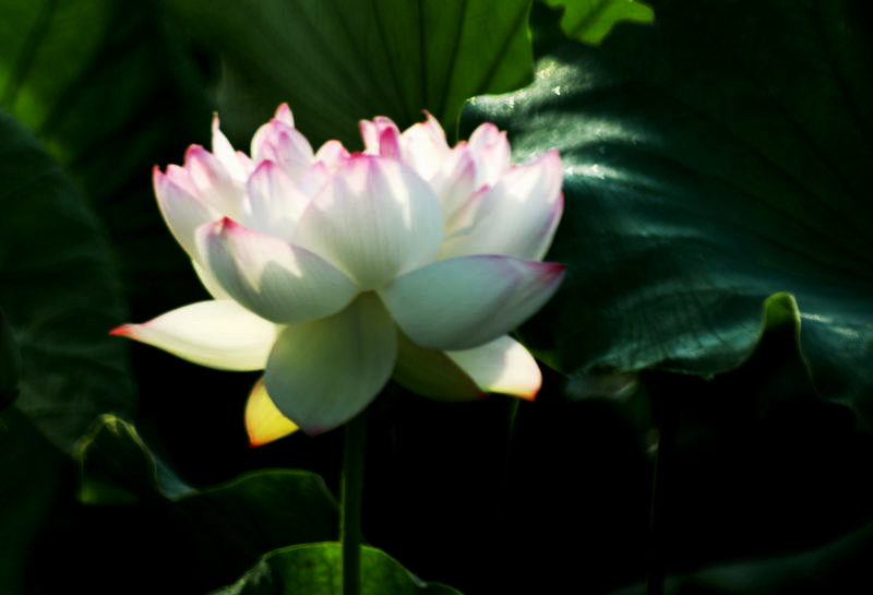 nEO_IMG_DSC01048.jpg