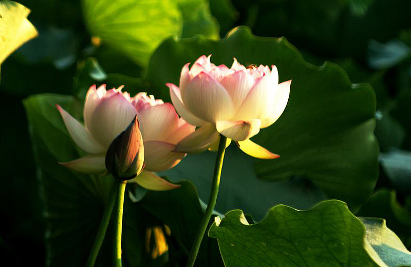 nEO_IMG_DSC00967.jpg