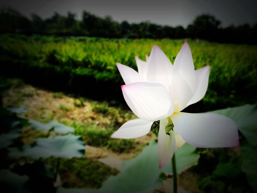 DSC03796_副本_副本_副本.jpg
