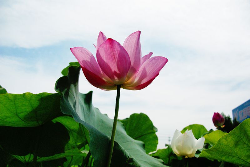 201302719 荷花 高调 001.jpg