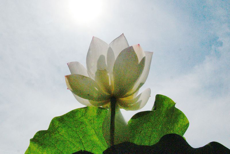 201302719 荷花 高调 002.jpg