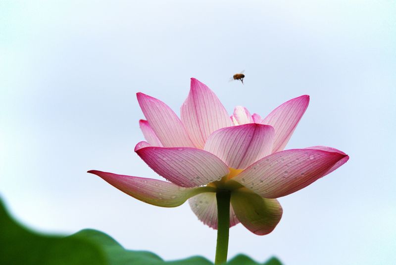 201302719 荷花 高调 003.jpg