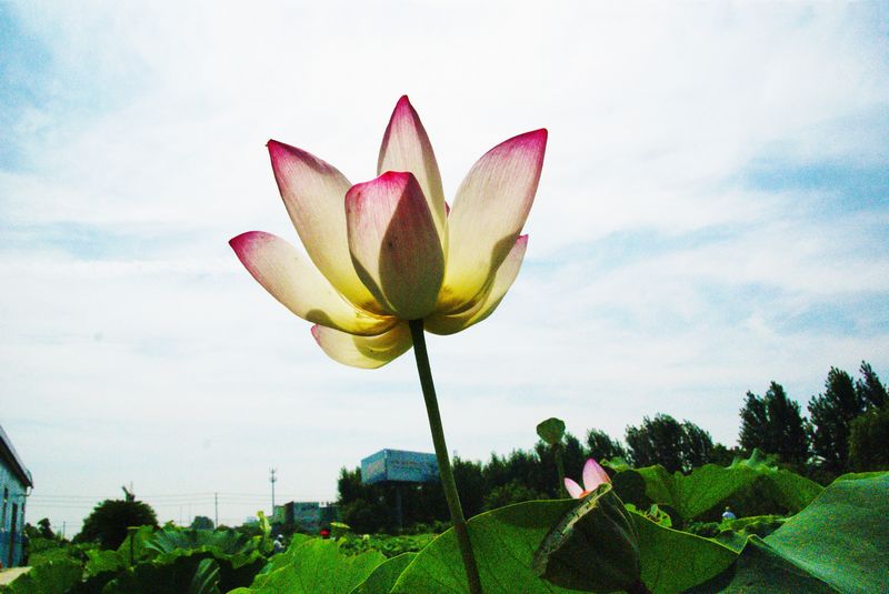 201302719 荷花 高调 004.jpg