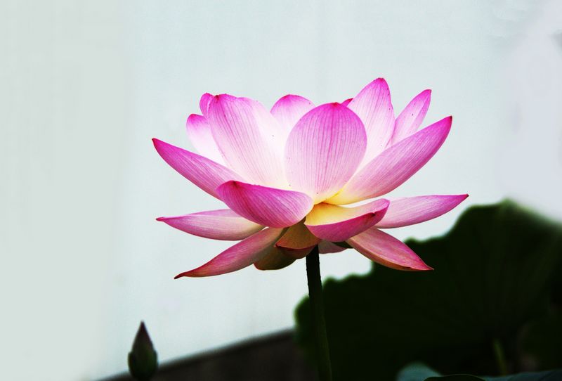 201302719 荷花 高调 005.jpg