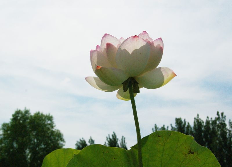 201302719 荷花 高调 006.jpg