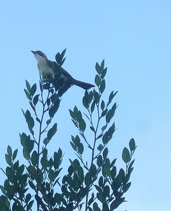 P1760386a.jpg