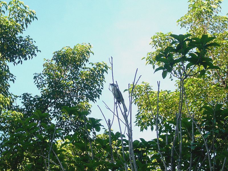 P1760350a.jpg