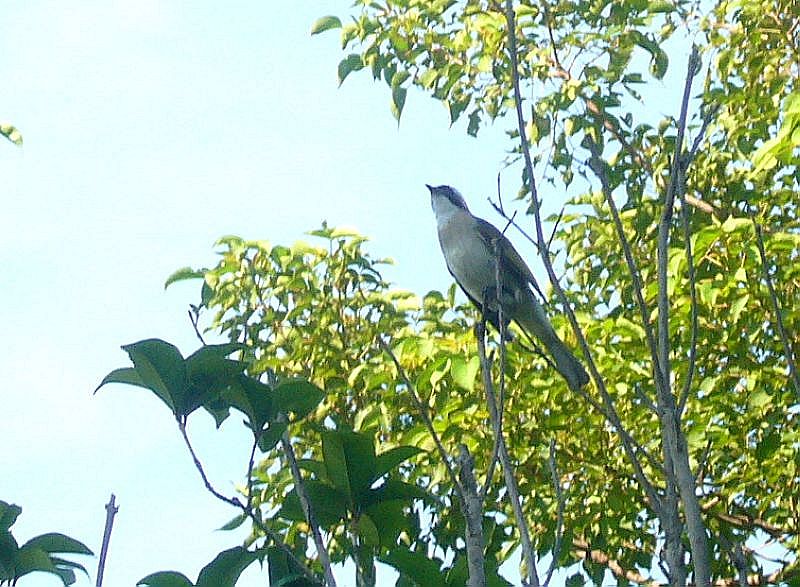 P1760352b.jpg