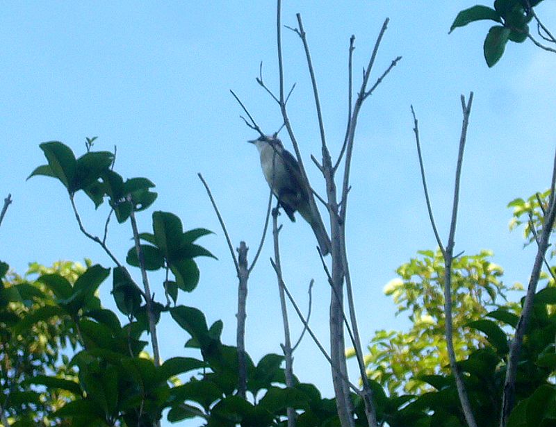 P1760353a.jpg