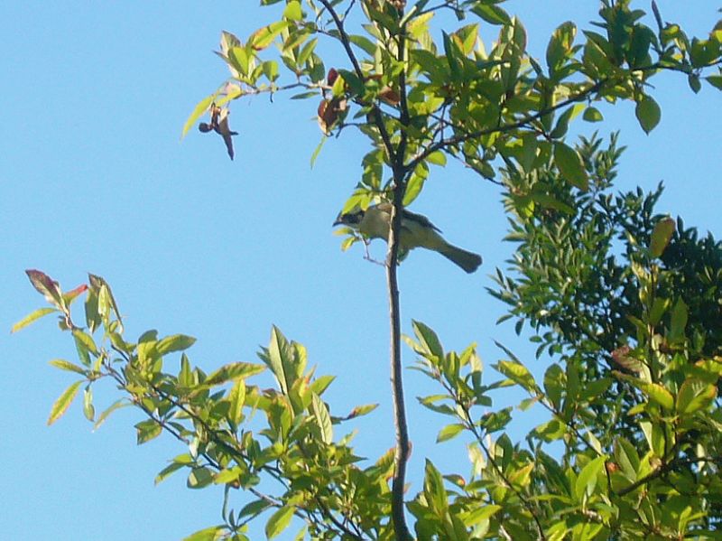 P1760357a.jpg
