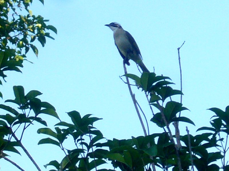 P1760365a.jpg