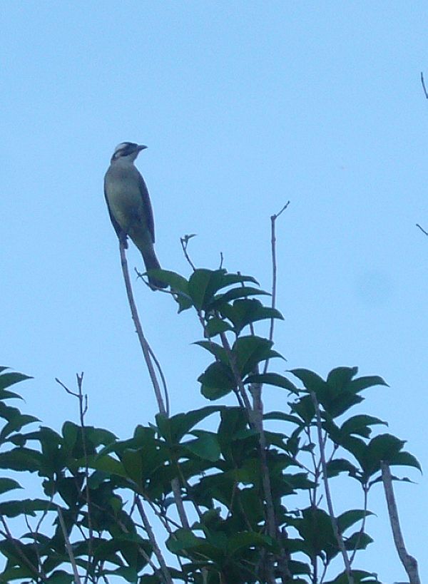 P1760370a.jpg