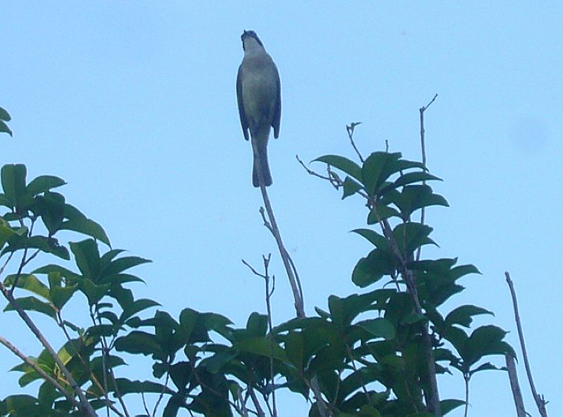 P1760376a.jpg