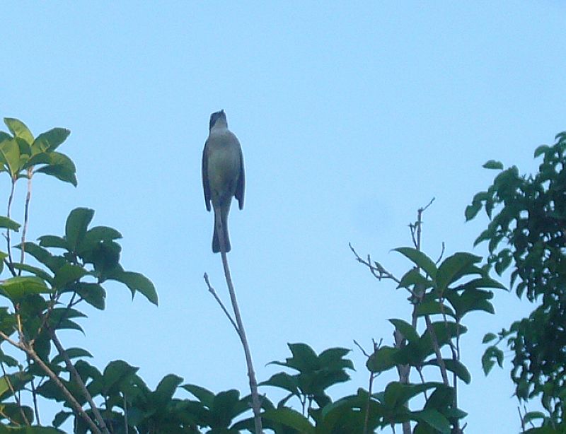 P1760379a.jpg