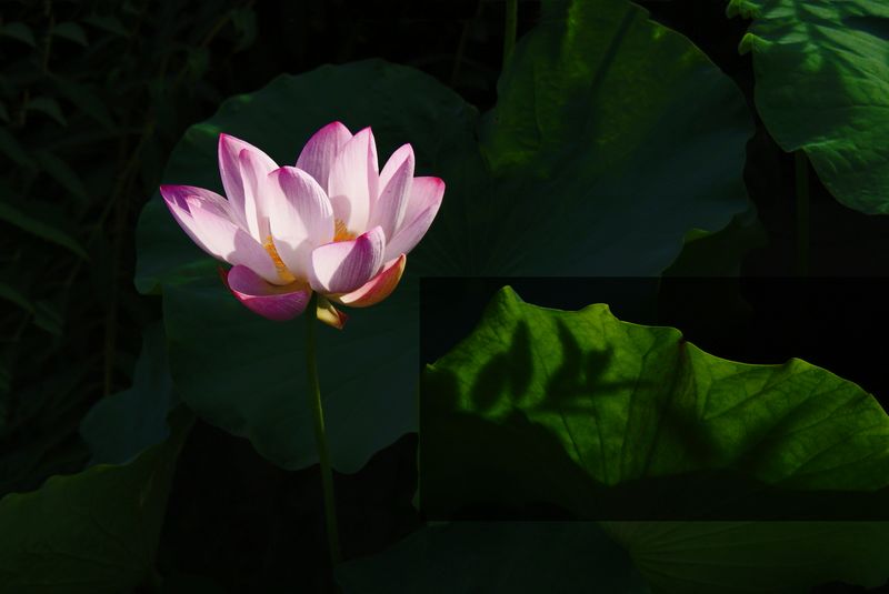 荷花  低调 001_nEO_IMG.jpg