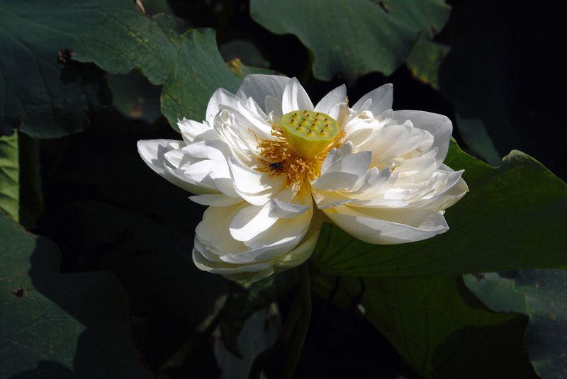 荷花  低调 002_nEO_IMG.jpg