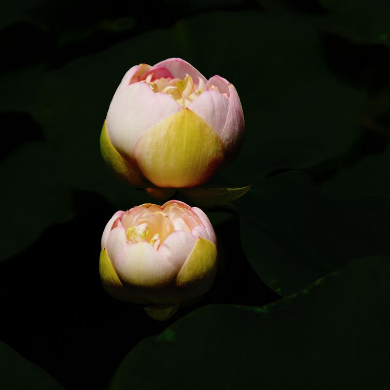 荷花  低调 003_nEO_IMG.jpg