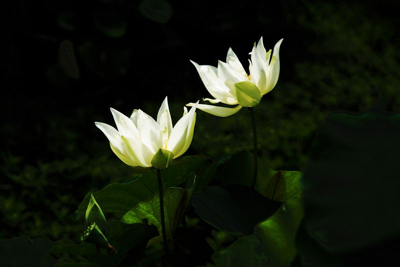 荷花  低调 004_nEO_IMG.jpg