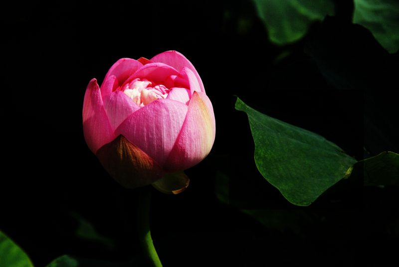 荷花  低调 005_nEO_IMG.jpg