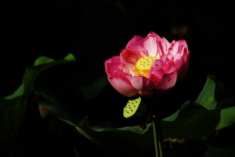 荷花  低调 006_nEO_IMG.jpg