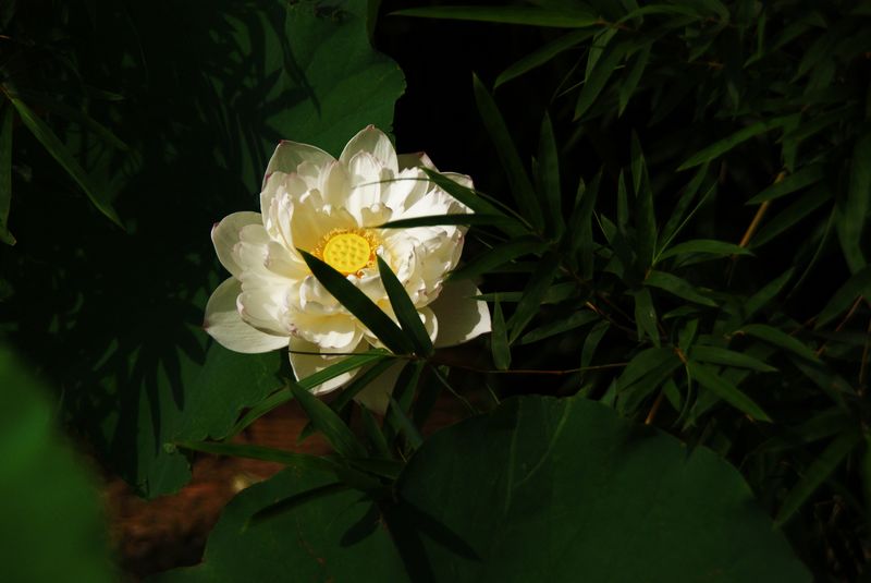 荷花  低调 007_nEO_IMG.jpg