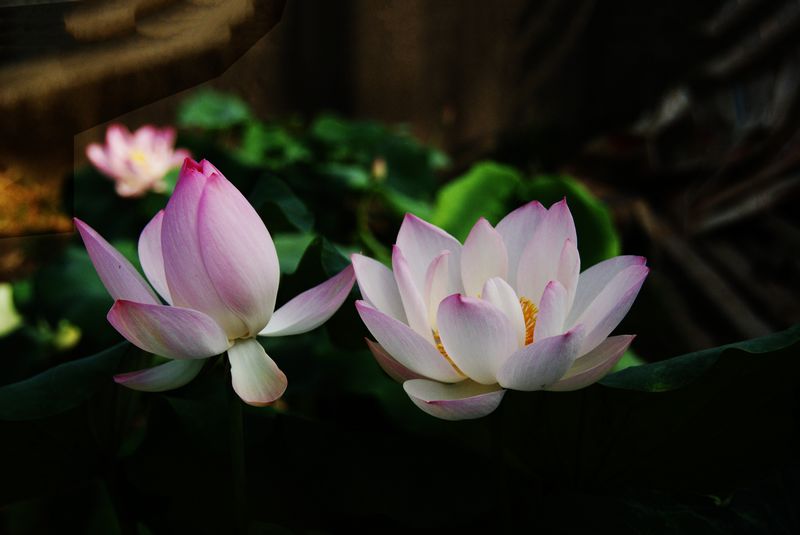 荷花  低调 008_nEO_IMG.jpg